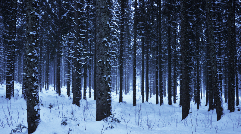 snowy forest clipart - photo #36