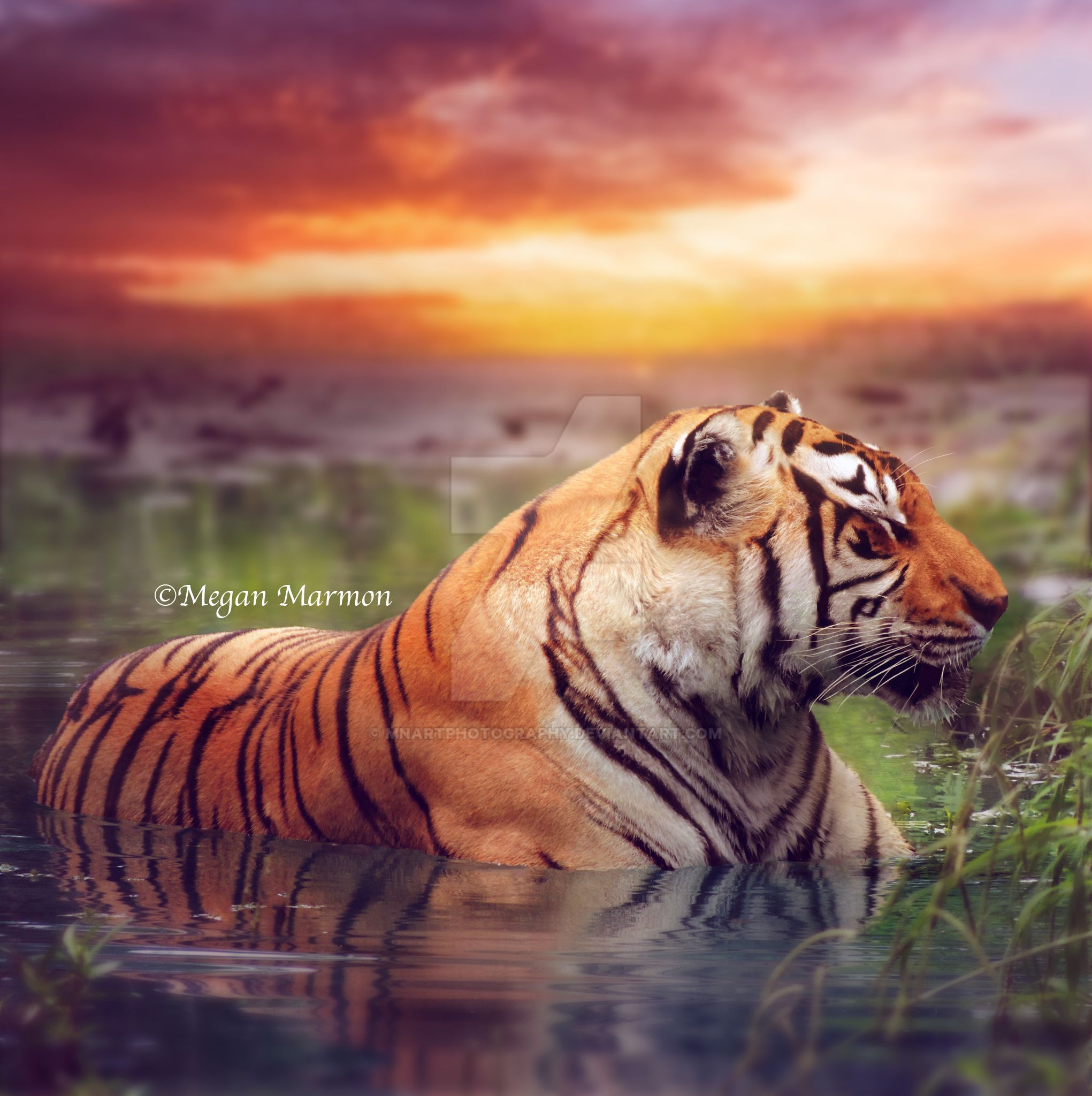 tigersunset_by_mnartphotography-dakm03k.jpg