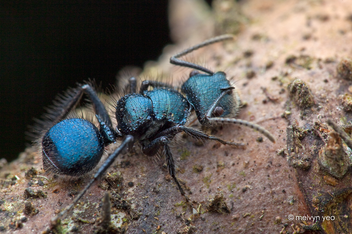 Blue Ant 45