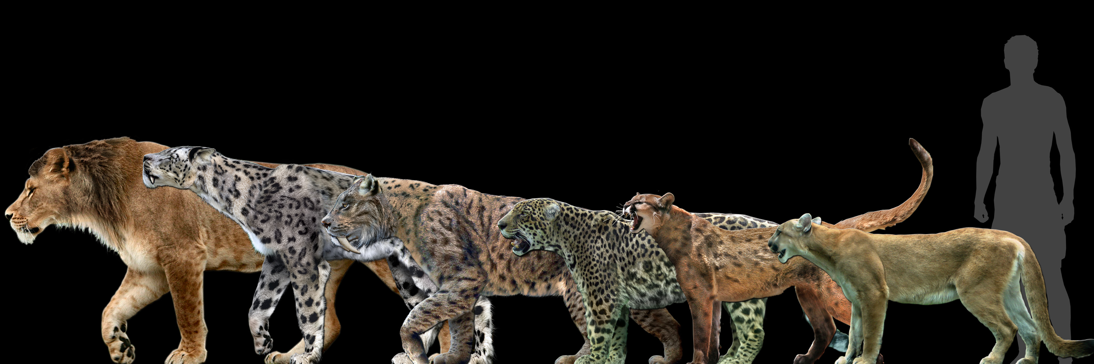 big_cats____into_big_poster__by_danthema