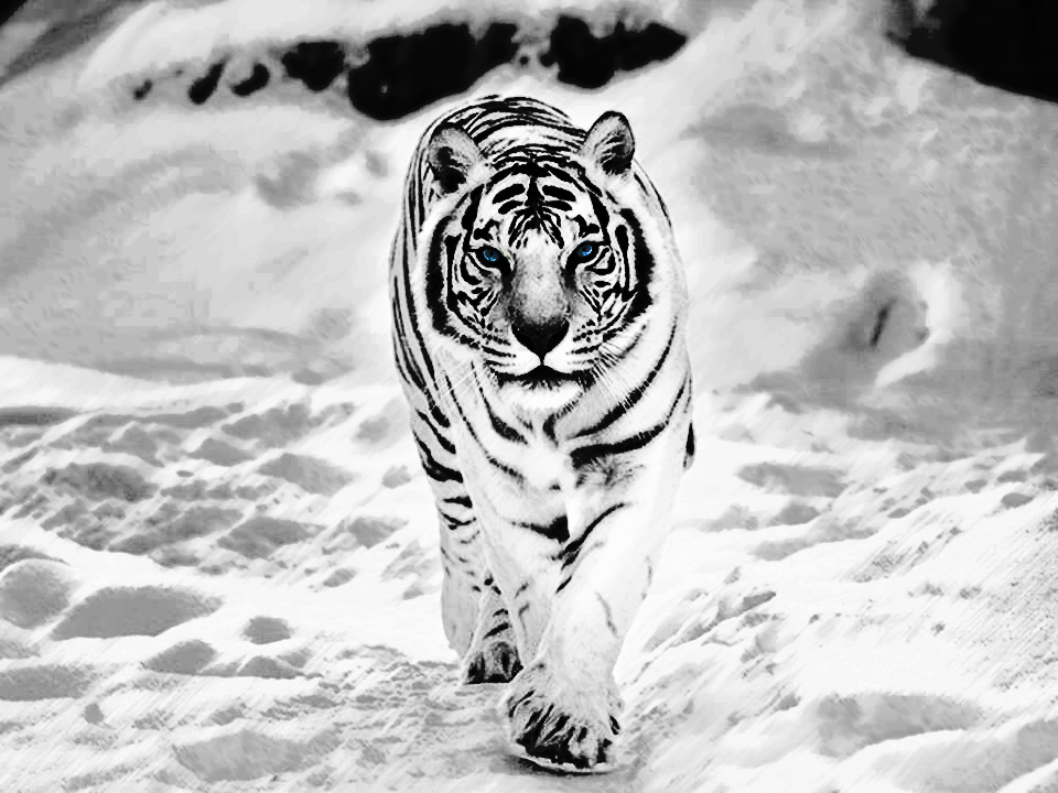 white_tiger_in_the_snow_by_benski2011-d6