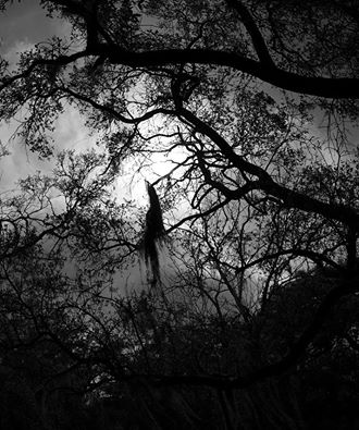 gli_alberi_urlanti_by_lmmphotos-daca2rv