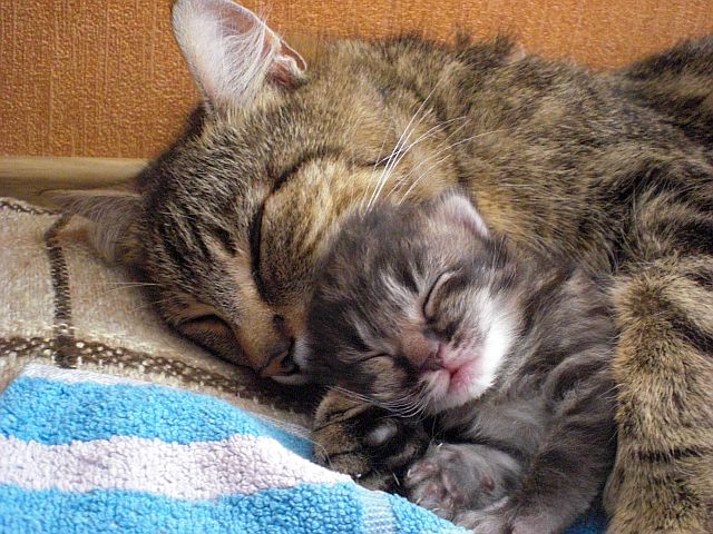 mom_cat_with_kitten_by_ladyfromnightmare.jpg