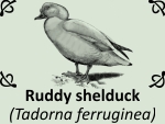 Ruddy shelduck (Tadorna ferruginea) by PhotoDragonBird