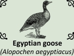 Egyptian goose (Alopochen aegyptiacus) by PhotoDragonBird