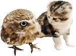 Owl and kitten forever by EXOstock