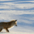 Fox jumping into the snow