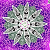 Kaleidoscope Purple
