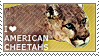 I love American Cheetahs by WishmasterAlchemist