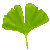 Ginkgo Leaf green