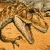 Mark-Hallett-Allosaurus [V.1]