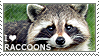 I love Raccoons by WishmasterAlchemist