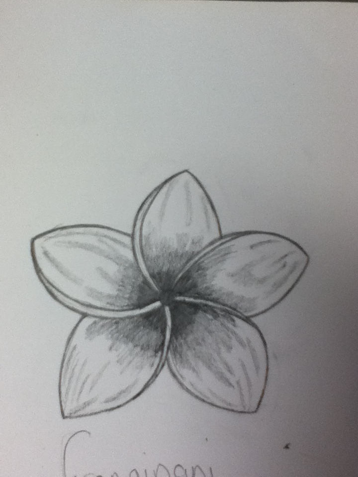 Frangipani Flower Sketch by PrincessKiara94 on DeviantArt